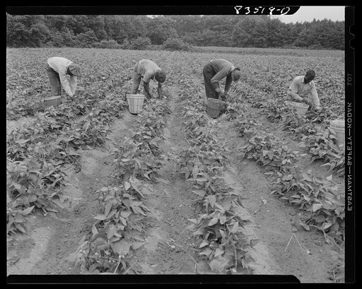 Newport, New Jersey (vicinity). Pickers from the FSA (Farm Security Administration) camp working in John Hanby's bean field