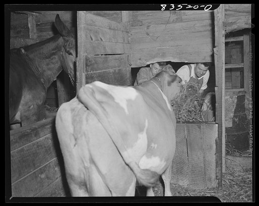 Untitled photo, possibly related to: Newport, New Jersey (vicinity). John Hanby, FSA (Farm Security Administration) client