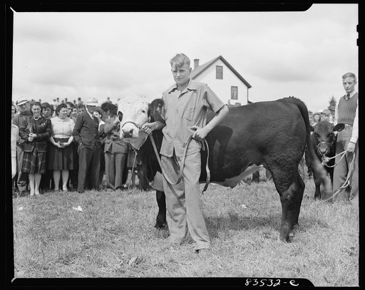 Presque Isle, Maine. Annual agricultural show at the state experimental farm. Prizewinning baby beef which was fattened by a son of a FSA (Farm Security Administration) client