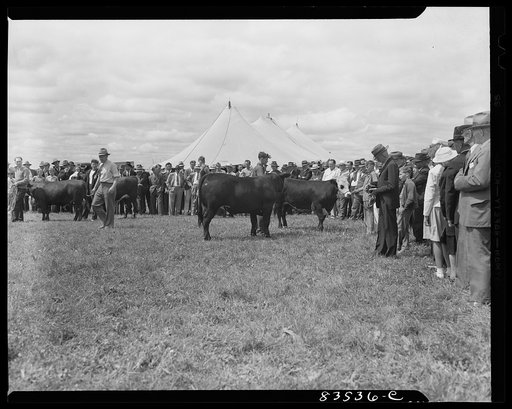 Untitled photo, possibly related to: Presque Isle, Maine. Annual agricultural show at the state experimental farm. Prizewinning baby beef