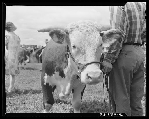 Untitled photo, possibly related to: Presque Isle, Maine. Annual agricultural show at the state experimental farm. Prizewinning baby beef