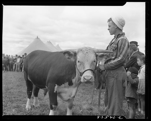 Presque Isle, Maine. Annual agricultural show at the state experimental farm. Prizewinning baby beef