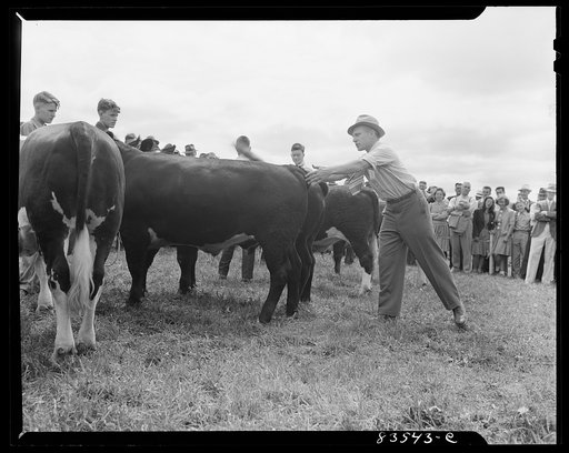 Untitled photo, possibly related to: Presque Isle, Maine. Annual agricultural show at the state experimental farm. Prizewinning baby beef