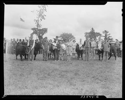 Presque Isle, Maine. Annual agricultural show at the state experimental farm. Prizewinning baby beef raised by sons and daughters of FSA (Farm Security Administration) clients