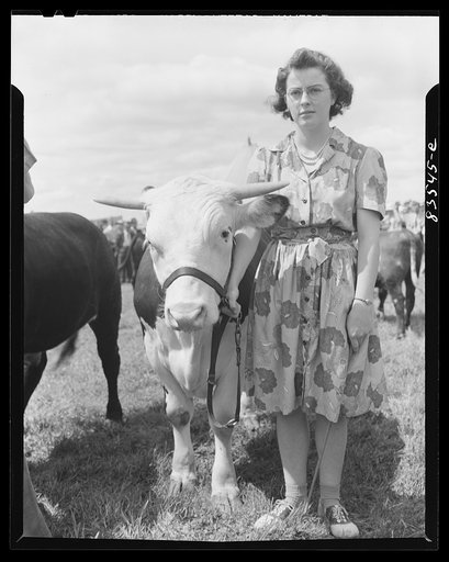 Untitled photo, possibly related to: Presque Isle, Maine. Annual agricultural show at the state experimental farm. Prizewinning baby beef, which was raised by a daughter of a FSA (Farm Security Administration) client