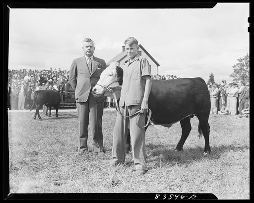 Untitled photo, possibly related to: Presque Isle, Maine. Annual agricultural show at the state experimental farm. Prizewinning baby beef which was fattened by a son of a FSA (Farm Security Administration) client