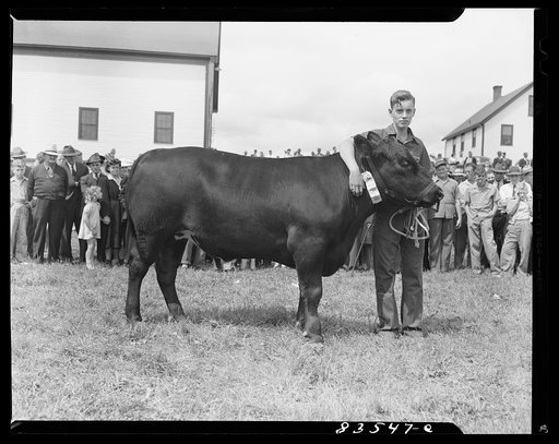 Presque Isle, Maine. Annual agricultural show at the state experimental farm. Prizewinning beef, which was fattened by a son of a FSA (Farm Security Administration) client