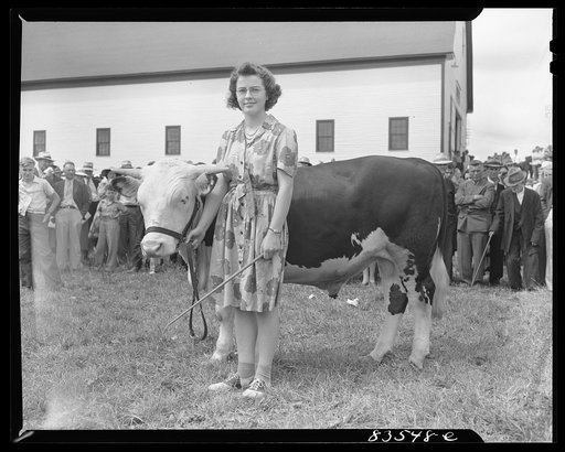 Presque Isle, Maine. Annual agricultural show at the state experimental farm. Prizewinning baby beef, which was raised by a daughter of a FSA (Farm Security Administration) client