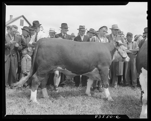 Presque Isle, Maine. Annual agricultural show at the state experimental farm. Prizewinning baby beef