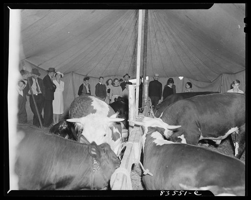 Untitled photo, possibly related to: Presque Isle, Maine. Annual agricultural show at the state experimental farm. Prizewinning baby beef
