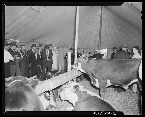 Presque Isle, Maine. Annual agricultural show at the state experimental farm. Prizewinning baby beef