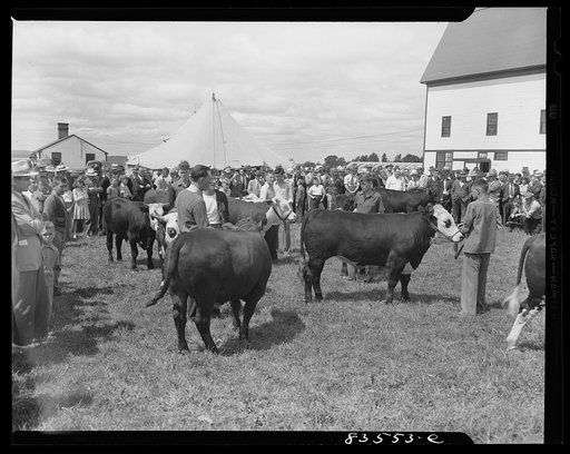 Presque Isle, Maine. Annual agricultural show at the state experimental farm. Baby beef contest and auction