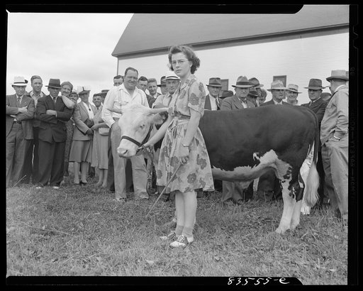 Untitled photo, possibly related to: Presque Isle, Maine. Annual agricultural show at the state experimental farm. Prizewinning baby beef, which was raised by a daughter of a FSA (Farm Security Administration) client
