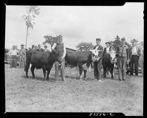 Untitled photo, possibly related to: Presque Isle, Maine. Annual agricultural show at the state experimental farm. Prizewinning baby beef raised by sons and daughters of FSA (Farm Security Administration) clients