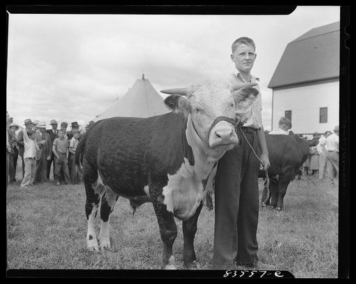 Untitled photo, possibly related to: Presque Isle, Maine. Annual agricultural show at the state experimental farm. Baby beef contest and auction