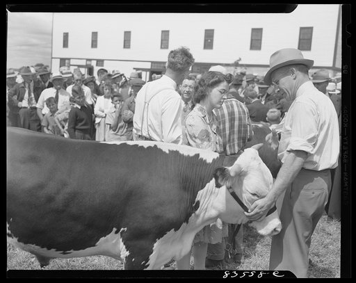 Untitled photo, possibly related to: Presque Isle, Maine. Annual agricultural show at the state experimental farm. Prizewinning baby beef, which was raised by a daughter of a FSA (Farm Security Administration) client