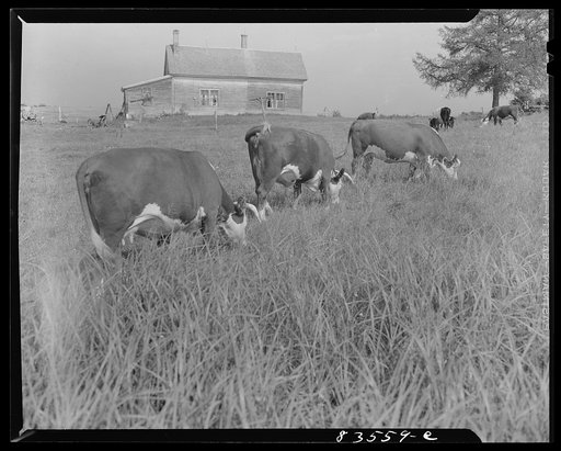 Caribou, Maine (vicinity). Cunningham farm belonging to a FSA (Farm Security Administration) client. Dairy herd