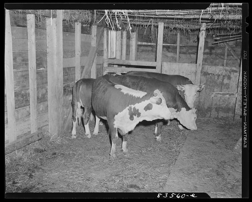 Caribou, Maine (vicinity). Cunningham farm belonging to a FSA (Farm Security Administration) client. Baby beef