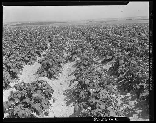Caribou, Maine (vicinity). Potato fields