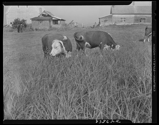 Untitled photo, possibly related to: Caribou, Maine (vicinity). Cunningham farm belonging to a FSA (Farm Security Administration) client. Dairy herd