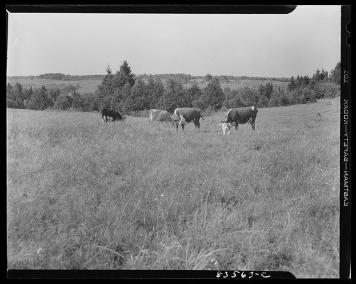 Caribou, Maine (vicinity). Cunningham farm belonging to a FSA (Farm Security Administration) client. Dairy herd