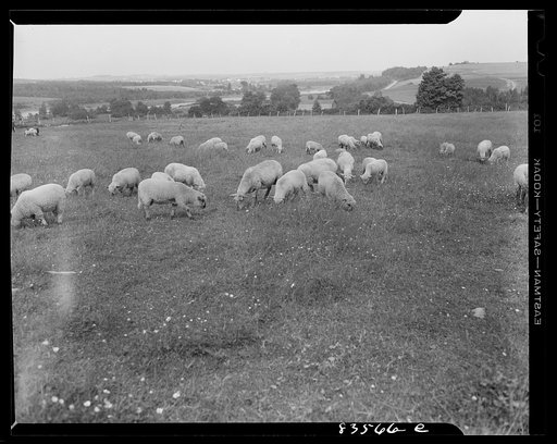Untitled photo, possibly related to: Caribou, Maine (vicinity). Cunningham farm belonging to a FSA (Farm Security Administration) client. Sheep