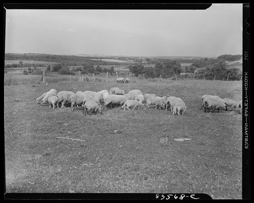Caribou, Maine (vicinity). Cunningham farm belonging to a FSA (Farm Security Administration) client. Sheep