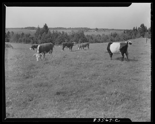 Untitled photo, possibly related to: Caribou, Maine (vicinity). Cunningham farm belonging to a FSA (Farm Security Administration) client. Dairy herd