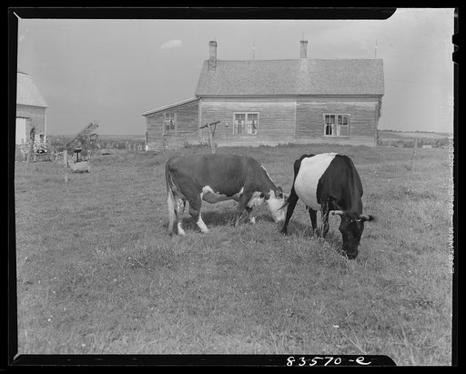 Untitled photo, possibly related to: Caribou, Maine (vicinity). Cunningham farm belonging to a FSA (Farm Security Administration) client. Dairy herd