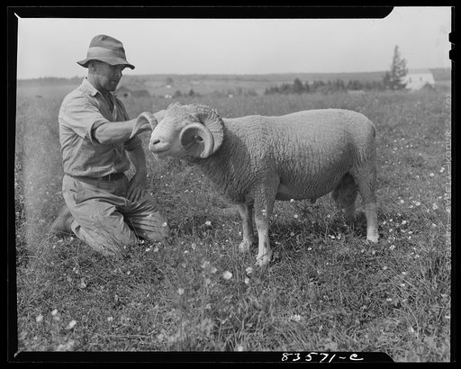 Caribou, Maine (vicinity). Henry Cunningham and his prize ram. He has a FSA (Farm Security Administration) loan
