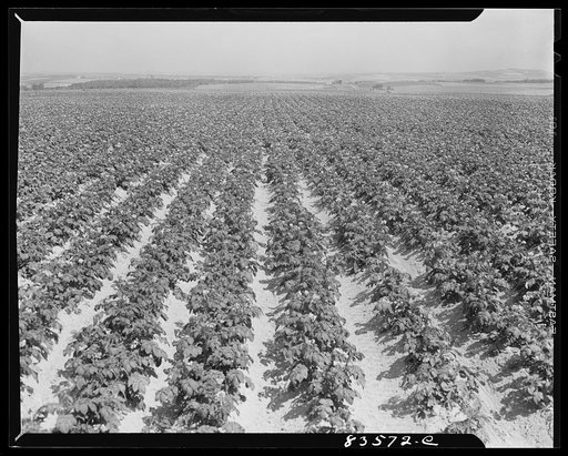 Caribou, Maine (vicinity). Potato field