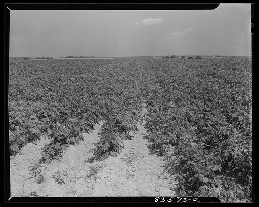 Untitled photo, possibly related to: Caribou, Maine (vicinity). Potato field