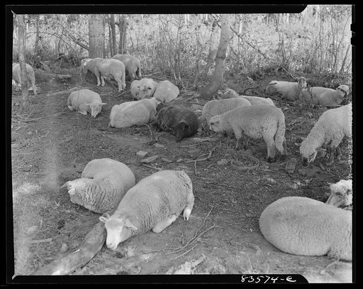 Untitled photo, possibly related to: Caribou, Maine (vicinity). Cunningham farm belonging to a FSA (Farm Security Administration) client. Part of a flock of forty head of sheep run by Henry Cunningham