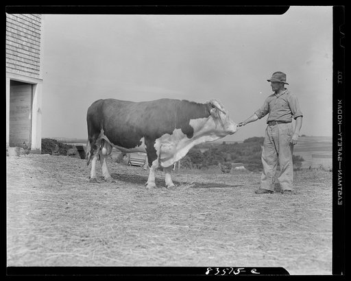 Caribou, Maine (vicinity). Cunningham farm belonging to a FSA (Farm Security Administration) client. Henry Cunningham, a FSA (Farm Security Administration) borrower, and his prize bull