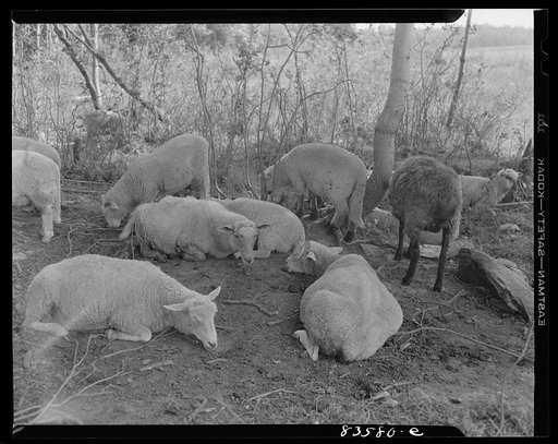 Caribou, Maine (vicinity). Cunningham farm belonging to a FSA (Farm Security Administration) client. Part of a flock of forty head of sheep run by Henry Cunningham