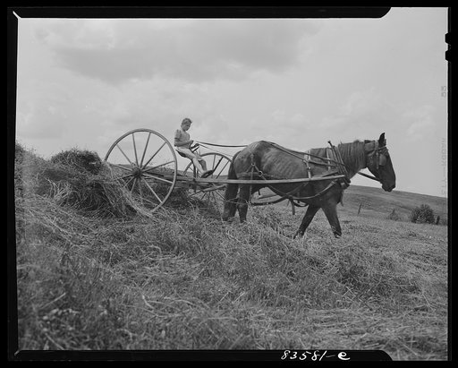 Untitled photo, possibly related to: Aroostook County, Maine. Children help with much of the work in the fields