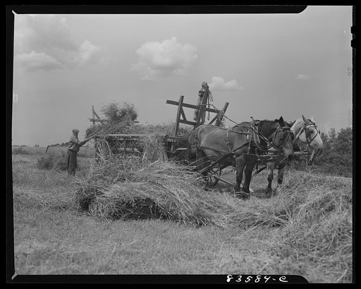 Untitled photo, possibly related to: Aroostook County, Maine. Starting out for hay