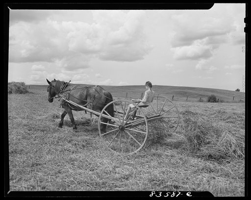 Aroostook County, Maine. Children help with much of the work in the fields