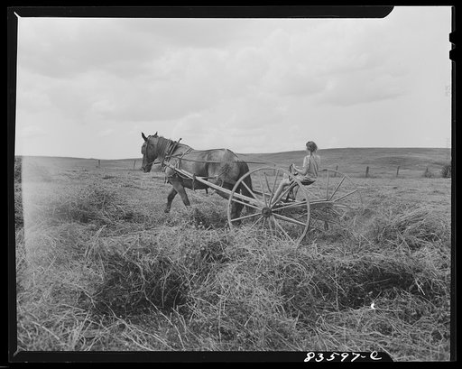 Untitled photo, possibly related to: Aroostook County, Maine. Children help with much of the work in the fields
