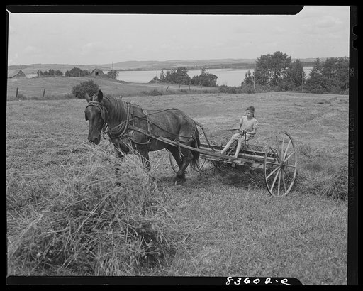 Aroostook County, Maine. Children help with much of the work in the fields