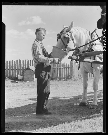 Aroostook County, Maine. Watering a horse before the day's work