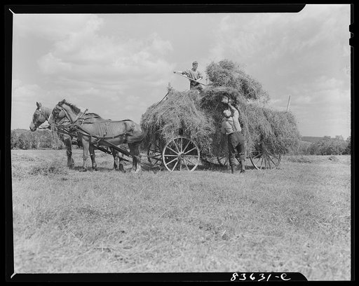 Lille, Maine (vicinity). Putting up hay