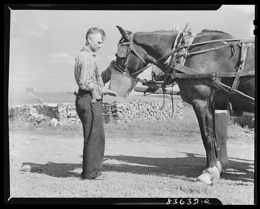 Aroostook County, Maine. Watering a horse before the day's work