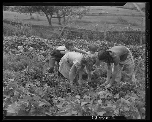 Fort Kent, Maine (vicinity). Leonard Gagnon, Acadian farmer, raises plenty of vegetables