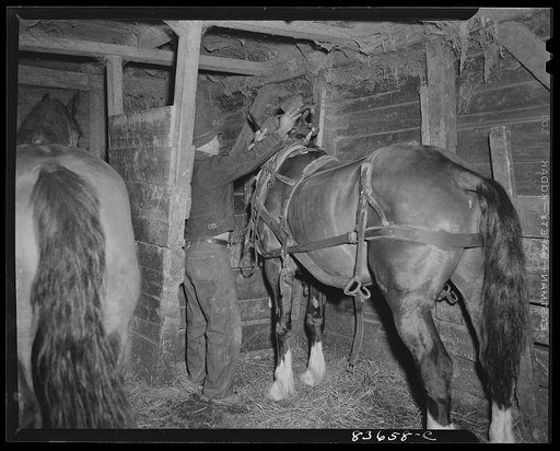 Fort Kent, Maine (vicinity). Albert [i.e. Leonard] workhorse