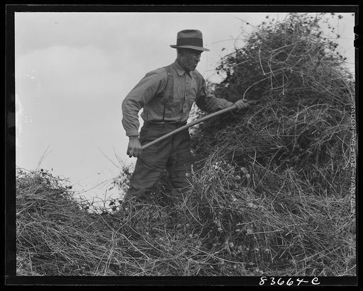 Fort Kent, Maine (vicinity). Putting up hay on Albert [i.e. Leonard] Gagnon's farm