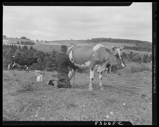 Fort Kent, Maine. (vicinity). Albert [i.e. Leonard] Gagnon milking his cows in the open field