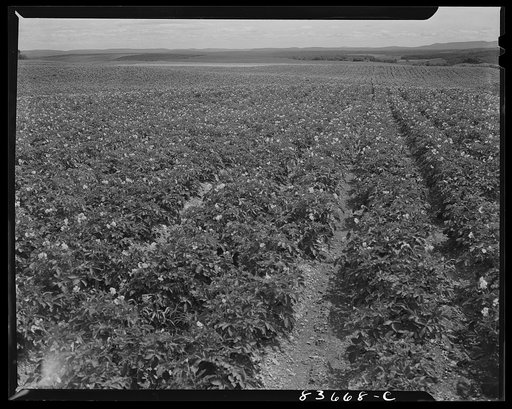 Fort Kent, Maine. (vicinity). Potato field of Albert [i.e. Leonard] Gagnon, a FSA (Farm Security Administration) client