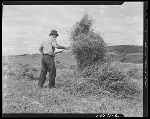 Fort Kent, Maine (vicinity). Putting up hay on Albert [Leonard] Gagnon's farm