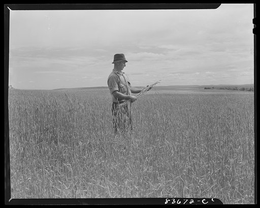 Fort Kent, Maine. (vicinity). Albert [i.e. Leonard] Gagnon's wheat fields